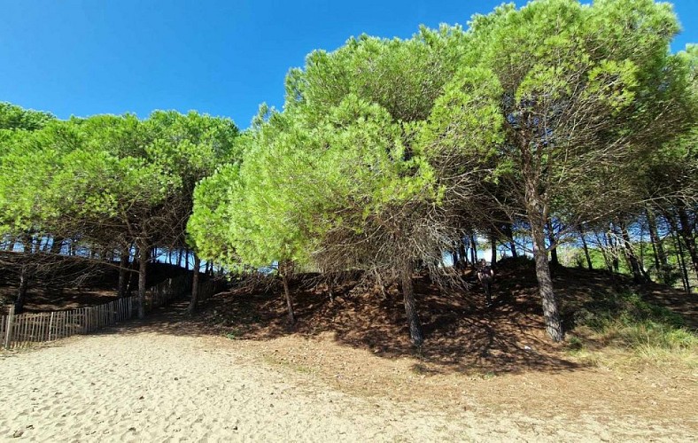 Le bois de la Tamarissière
