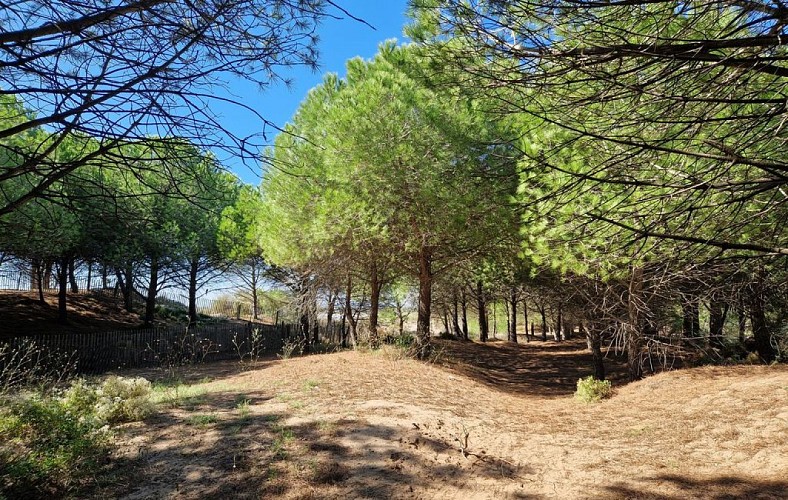 Le bois de la Tamarissière