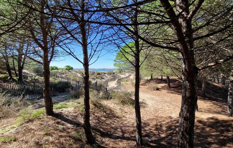 Le bois de la Tamarissière