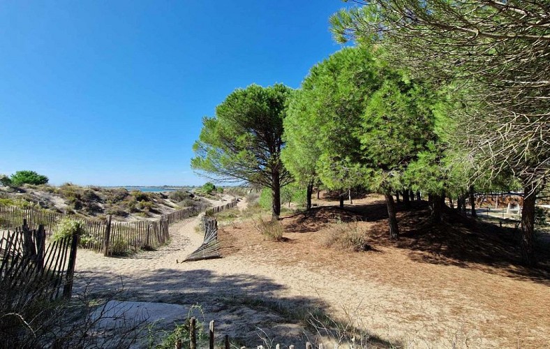 Le bois de la Tamarissière