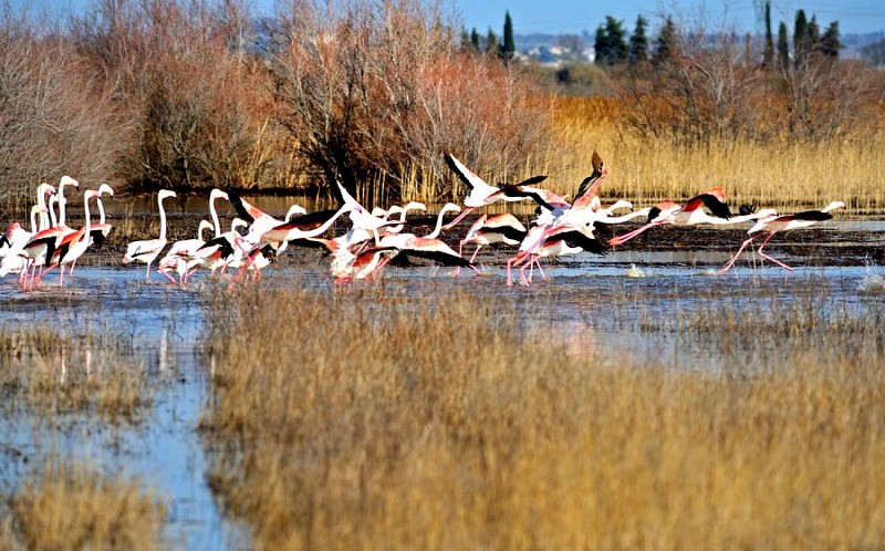 Flamands rose étang de Capestang