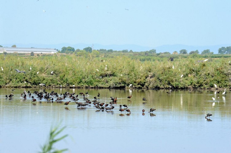 La réserve naturelle du Bagnas