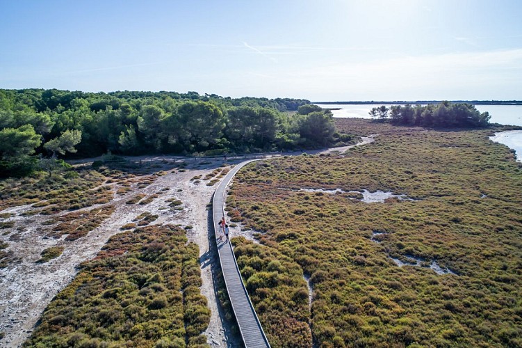 Le bois des Aresquiers