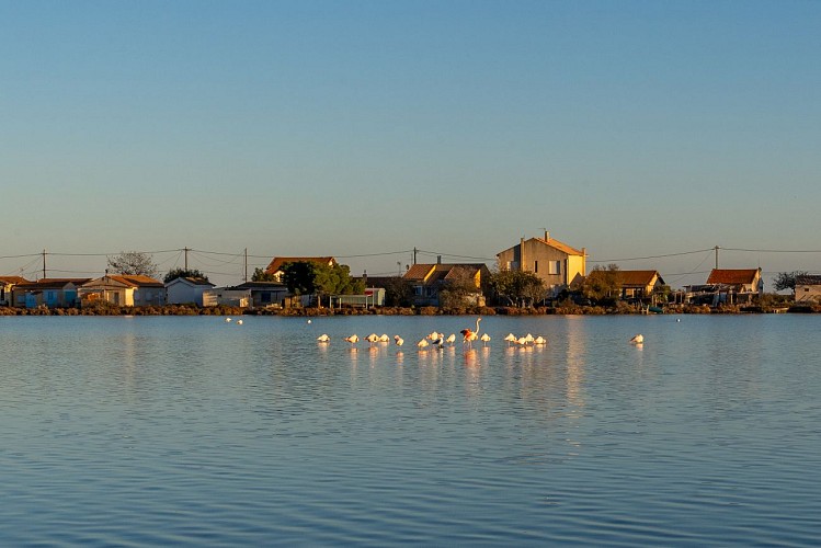 L'ÉTANG DE VIC