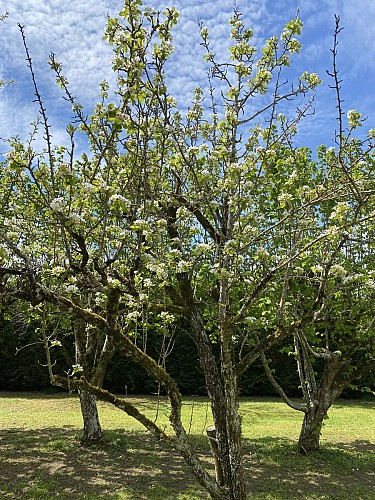 Jardin