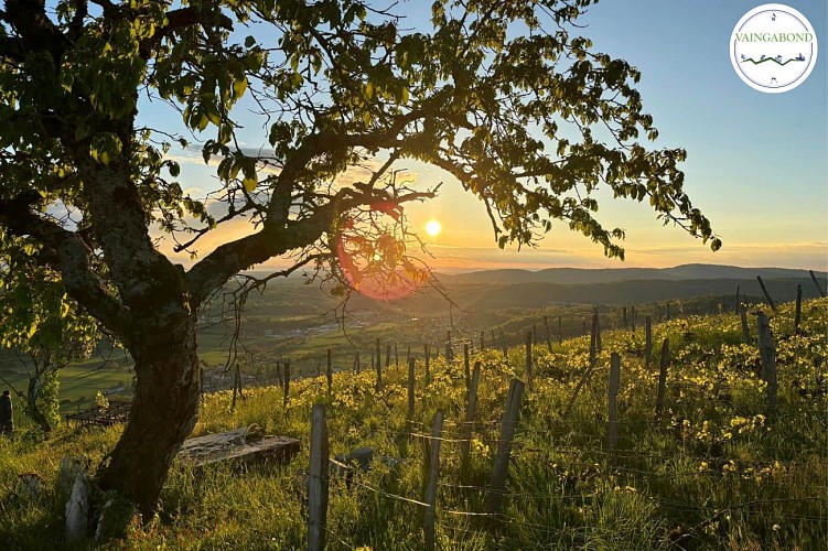 Day trip and tasting in the Cerdon vineyards