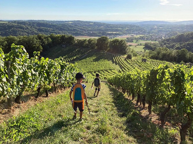 Balade et dégustation en journée dans les vignes du Cerdon