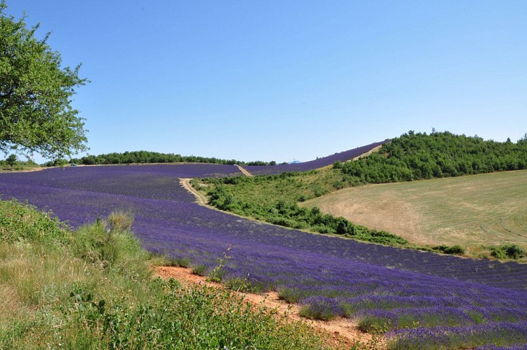 2 jours de GRAVEL en Haute-Provence