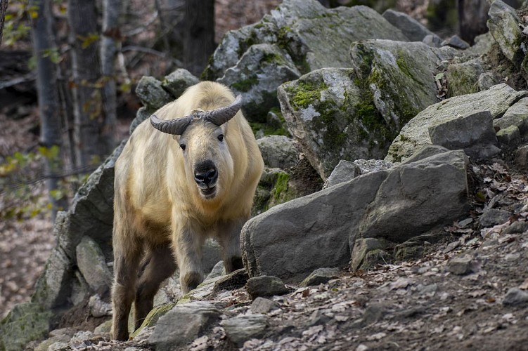 Parc Animalier d'Auvergne