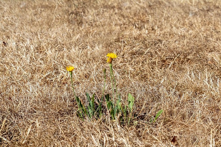 myriams-fotos-drought-3589606_1280(1)