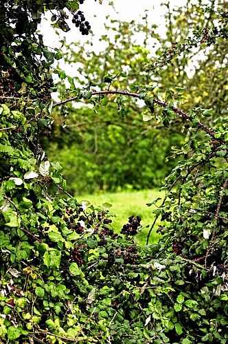 marc-window-75299_1280