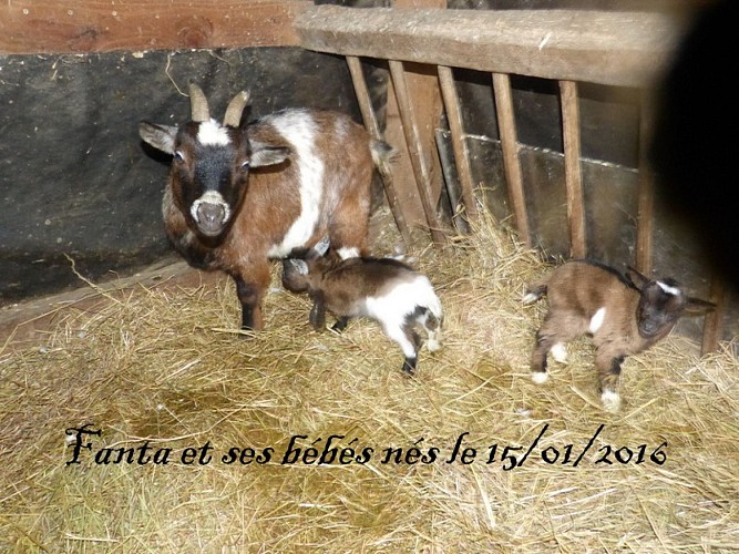 Gîte Au Bord de l'Huisne