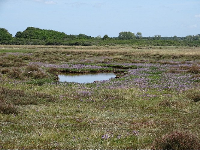 Salt meadows