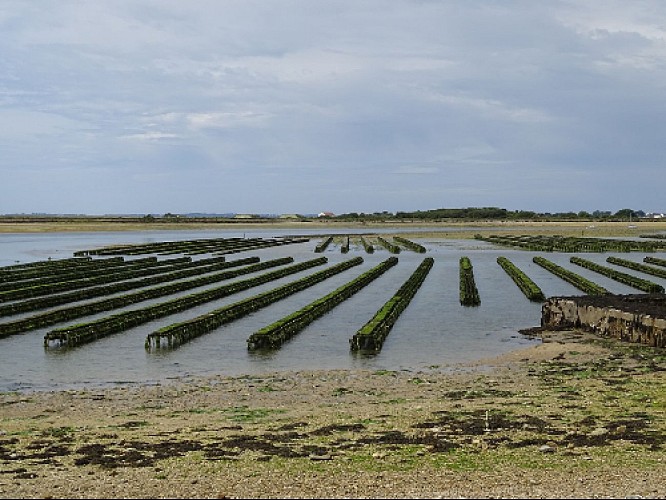 The oyster park