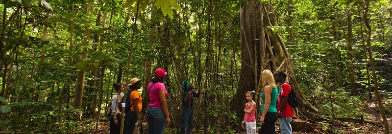Travel Through the Canopy by Cable Car – In St. Lucia