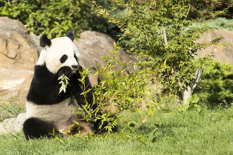 Panda-Beauval