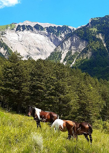 Balades à poney et randos, cours et itinérance à cheval avec le Ranch du Château