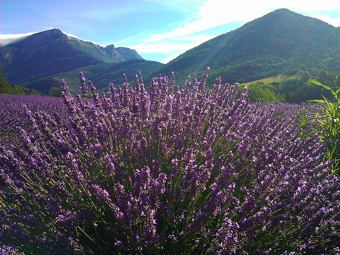 Camping Saint-Martin