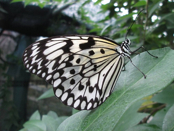 La Ferme aux Papillons (Butterflies Farm)