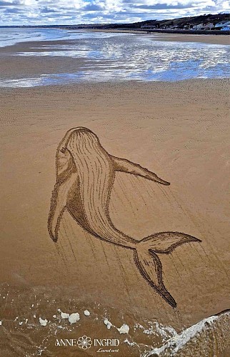 Dessin Baleine à bosse