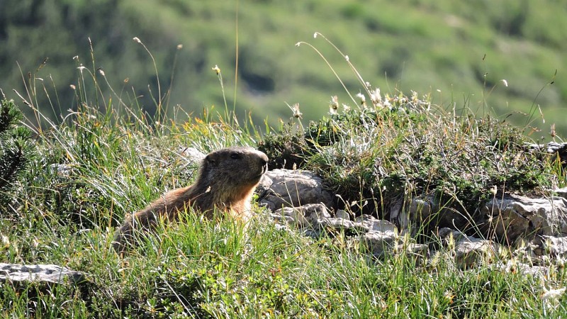 Little Nomads in Diois
