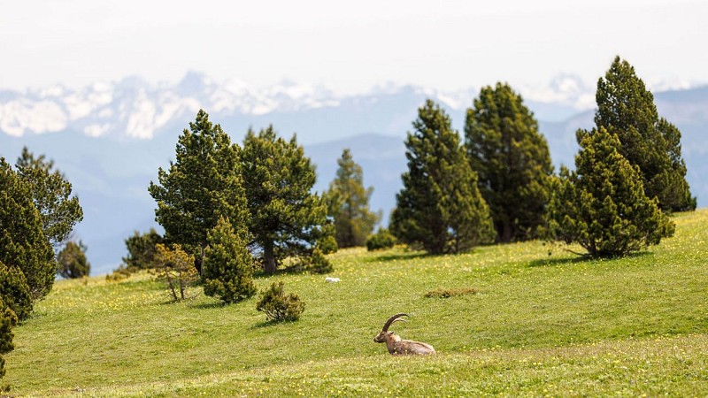 Week-end rando entre Vercors et Provence