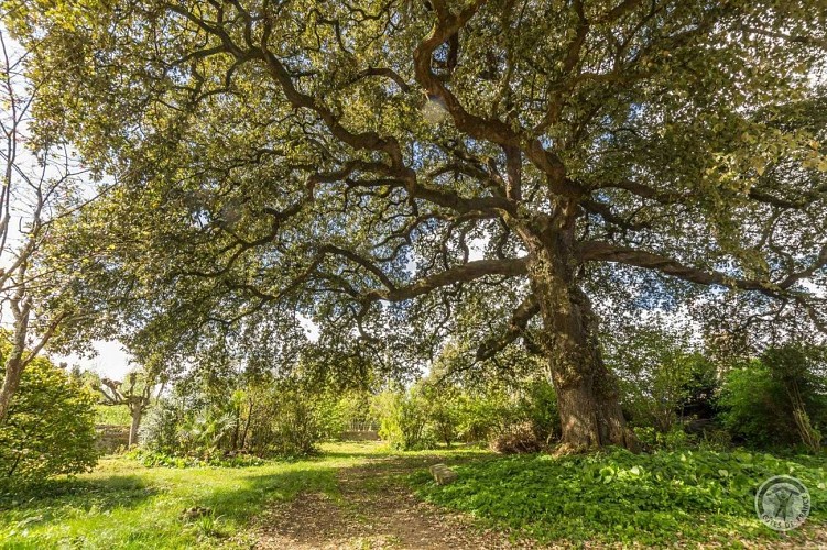 Gîtes de France G1300 : Le Domaine de l'Yeuse