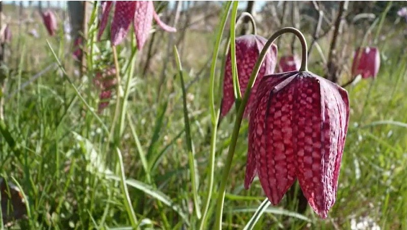 saint-andre-sur-sevre-ens-la-pree-des-cosses-fritillaire