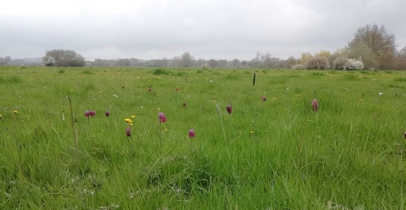 saint-andre-sur-sevre-ens-la-pree-des-cosses