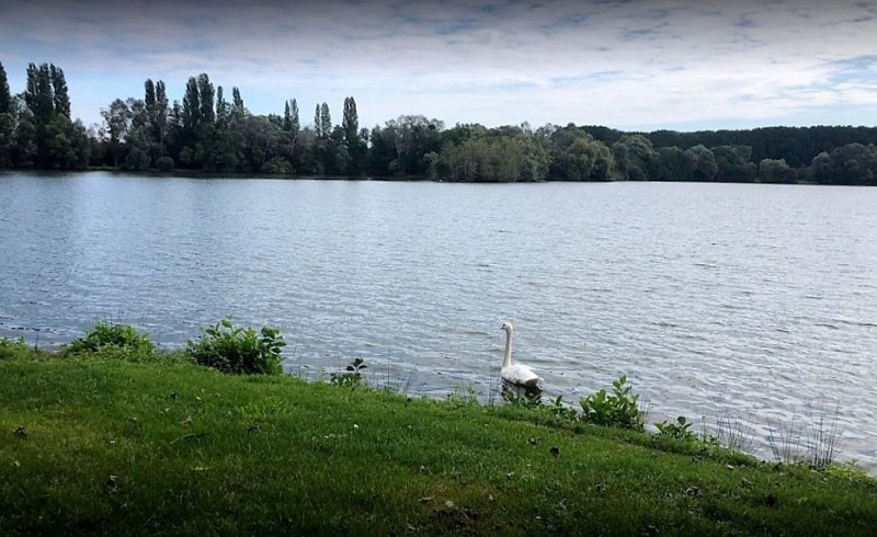 Etang + cygne © Emilie ORVAIN