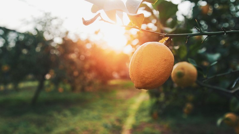 Guided tour : Oils and citrus fruits at the Domaine du Jasson