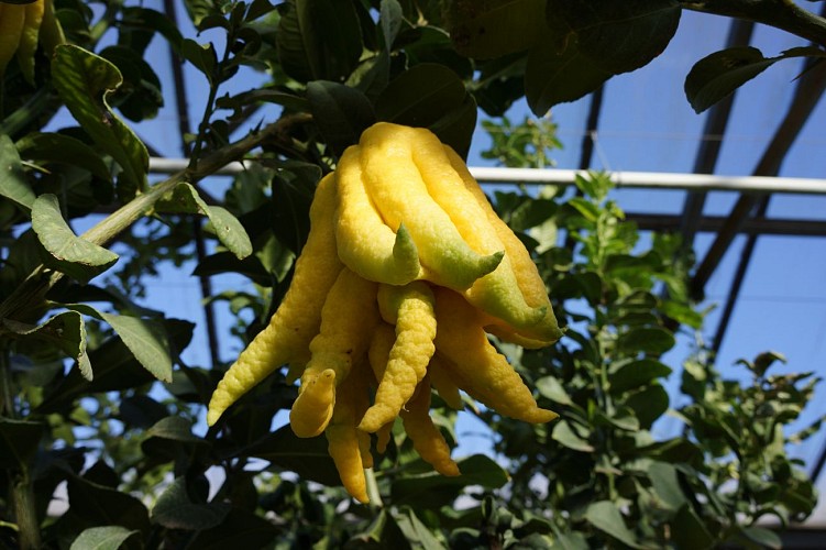 Guided tour : Oils and citrus fruits at the Domaine du Jasson