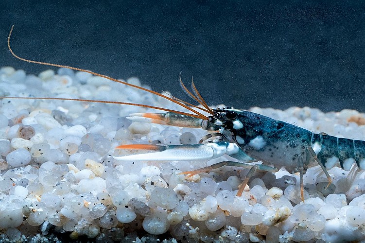 marinarium Concarneau - Aquarium de Concarneau à Pont-Aven