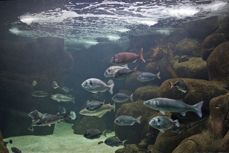 Marinarium - Aquarium à Concarneau - Aquariums Finistère Sud, Bretagne