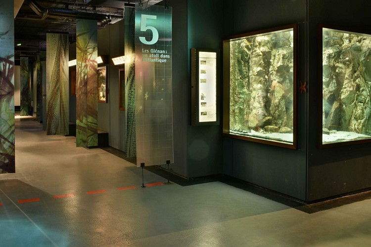 Marinarium - Aquarium à Concarneau - Aquariums Finistère Sud, Bretagne