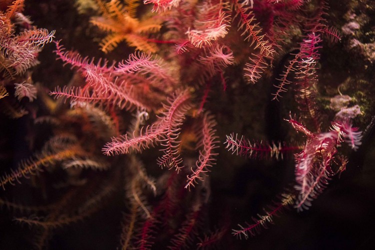 Marinarium - Aquarium à Concarneau - Aquariums Finistère Sud, Bretagne