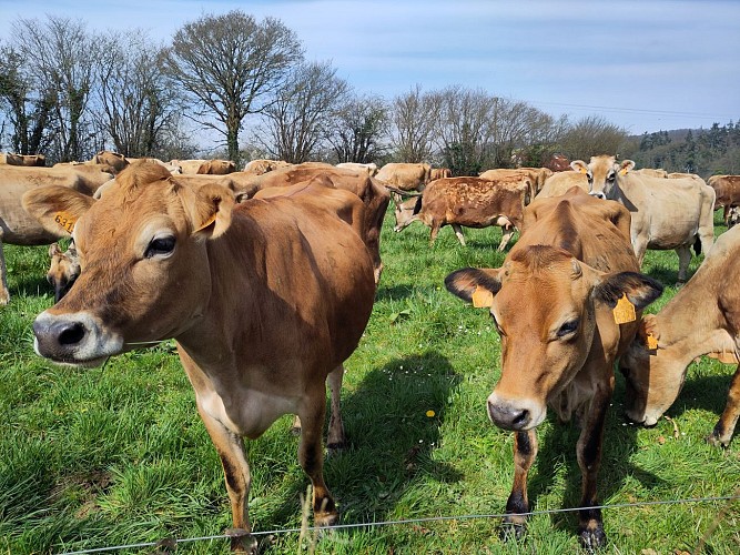 Vaches Jersiaises