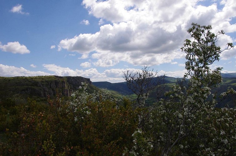 Cévennes Randos - Aigoual fragrance