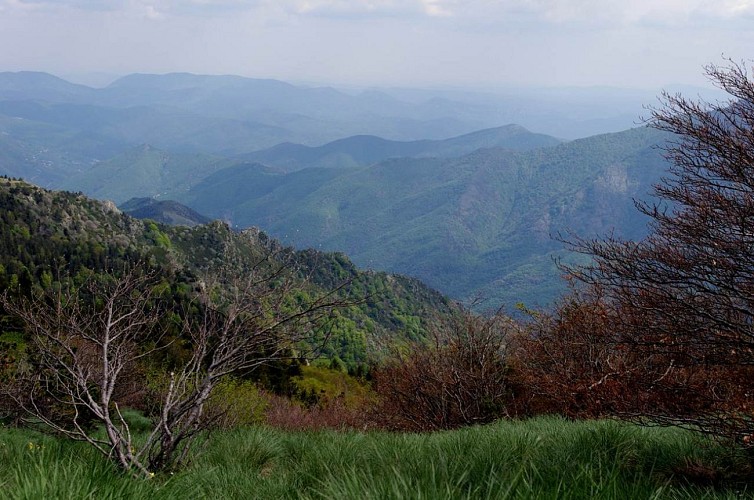 Cévennes Randos - Aigoual fragrance