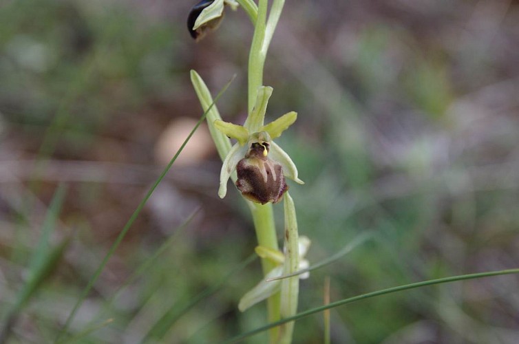 Cévennes Randos - Parfum d'Aigoual