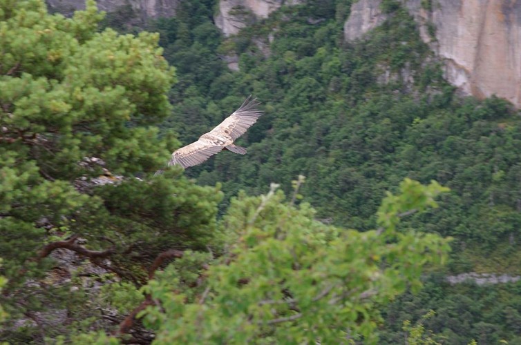 Cévennes Randos - Parfum d'Aigoual