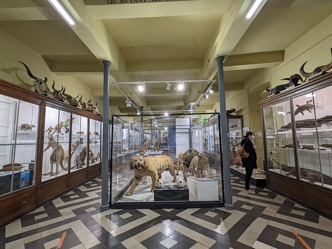 Musée d'Histoire Naturelle