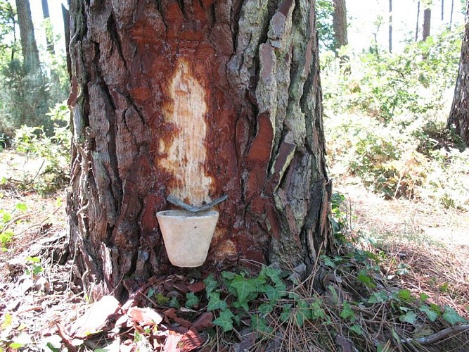 OTI Coeur du Bassin - Démonstration de gemmage 1