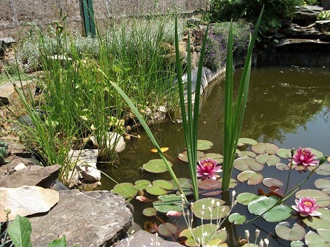 bassin du jardin