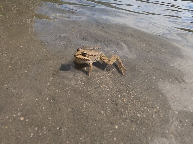 Grenouille Rousse