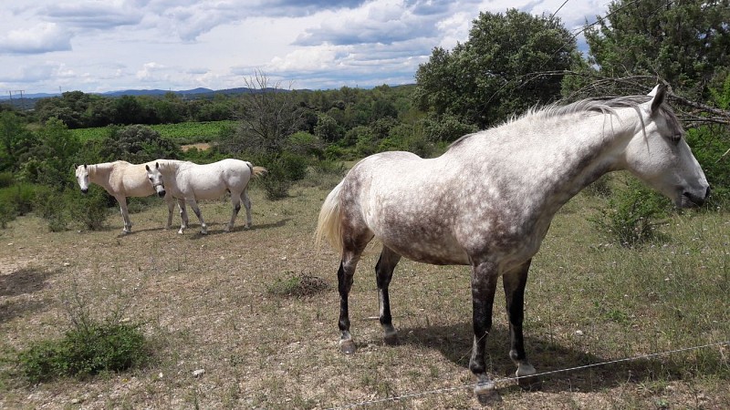 Méditerranée-Cévennes - Itinéraire complet Sur les Pas des Huguenots