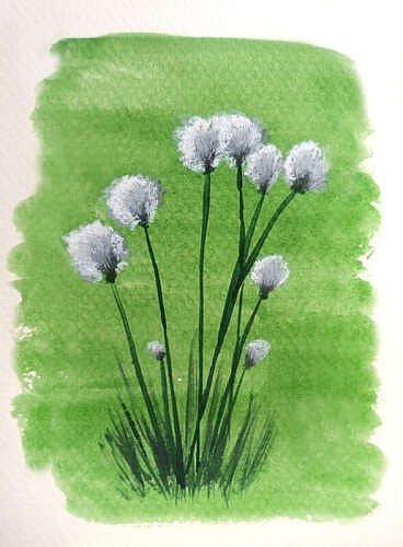 Linaigrette