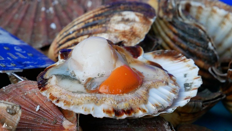 Marché hebdo de L'Aiguillon-sur-Mer