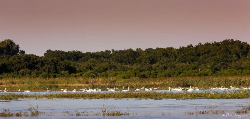 Les-Pinasses-du-Bassin--87-