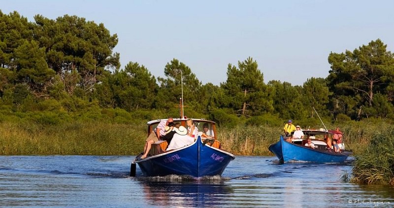 Les-Pinasses-du-Bassin--85-